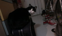 狸猫视频,揭秘萌宠日常，带你领略动物界的趣味瞬间